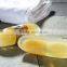 International Soap Brands Golden Handmade Loofah Best Bath Soap