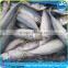 Hot Selling Pacific Mackerel Scomber to Africa