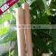 Natural Eucalyptus Wooden Log Price