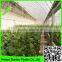 Suntex high quality transparent protective garden roof film sun shading