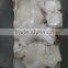 Giant squid neck, Dosidicus gigas Peru squid, Humboldt squid