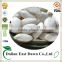 Online Shopping India Pumpkin Seeds/Snow White Pumpkin Seeds
