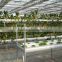 Hydroponic Greenhouse for Agricultural
