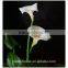 the valentine's day flower fresh cut white Alocasia flower from yunnan