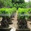 100g-2000g Ficus Ginseng