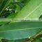 Banana Leaf- Frozen banana Leaf- Fresh Banana Leaf