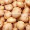 POTATO