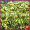 2016 New Crop Organic Harvesting Chinese Fresh Chestnuts