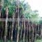 Palm trees Livistona chinensis (Jacq.) R. Br