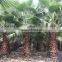 Washingtonia filiferaLinden.Wendland of outdoor ornamental decrotive landscaping palm trees plants
