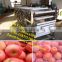 potato sorter/industrial fruit potato sorting machine