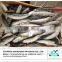 Frozen sardine fish price