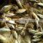 new fish of horse mackeral on sale