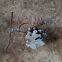 Wrought iron ornaments/ wrought iron elements/ wrought iron spearhead