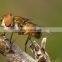Environmental Friendly Fly Pest Control 1% azamethiphos Fly bait Killer