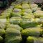 EPE foam net for packaging fruits and vegetables