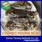 Frozen round scad whole round fish for sale
