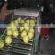 2016 Hot sale Honey pomelo 12kg/ctn