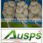 china fresh yellow holland potato