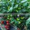 2016 Hybrid High yield disease-resistant Tomato seeds for growing- Tian Bao 338