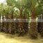 Washingtonia filiferaLinden.Wendland of outdoor ornamental decrotive landscaping palm trees plants