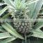 Vietnam Fresh Canned pineapples chunks in tins of 30oz (850 ml) - Best price and best quality by HAGIMEX!