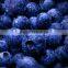 Iqf Blueberry frozen blueberry (Grade A) local in "Country of blueberry"