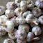 2016 New Crop China Fresh /Purple Garlic /Normal White Garlic/ Red Garlic