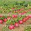 high quality and hot tolerant with good storage hybrid red radish seeds