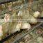 Chicken cages for sale chicken laying egg cages used in chicken house