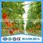 Vegetable &Fruit Used Pvc Greenhouse