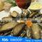 frozen abalone meat with shell