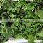 Sinocharm Frozen Vegetables  BRC A Approved Organic IQF Leaf Ball Block Frozen Spinach