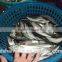 Frozen Seafood pacific macekerel Fish To Supply with size - 80g / pcs