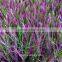 Green and Purple Combined Color of Fake Grass Artificial Grass