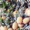 Fresh pineapple ( Tropical fruit)