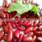 Dark red kidney beans for sale 2015