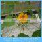 3-6mm Flower Hydroponics Expanded Perlite,Agricultural Perlite