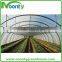 Economical Tunnel Greenhouse