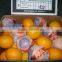fresh Valencia orange