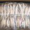 Frozen lady fish/silver silago fish