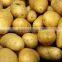 EGYPTIAN POTATO