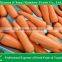 Natural organic fresh red sweet baby carrot price from south of China