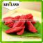 Big supplier Common Cultivation Type High Quality Certified Organic Goji Berry from Ningxia,China