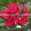 Natural outdoor plants Plumeria rubra red flower