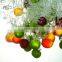 HP-360 Fruit Washing & Drying Machine Cherry tomatoes ,kumquat , grapes, pears