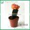 Indoor Cactus Plants