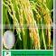 13-0-46 KNO3 fertilizer grade 99.4% potassium nitrate