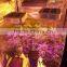 Full spectrum indoor grow lights 300w cob led indoor garden lights