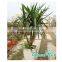 disposable plastic pot self watering flower pot